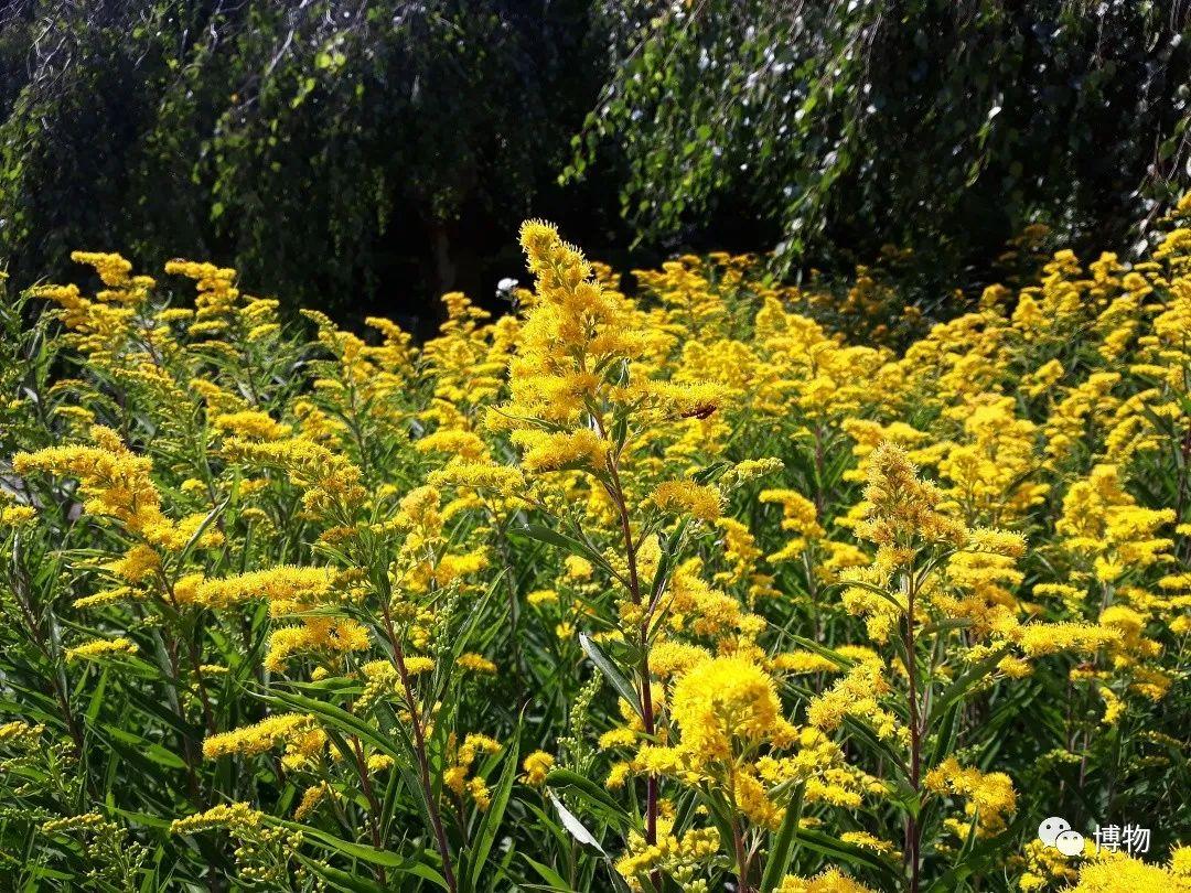 加拿大一枝黄花